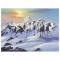 Horses in the Snow by Warren Jim