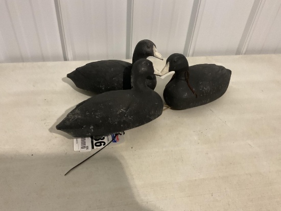 3 Coot duck Decoys