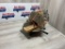 Rockwell Motorized Miter Saw