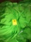 BOX OF 100 LIME SPANDEX CHAIR COVERS