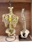 QTY 2 CHIROPRACTIC SKELETONS X $