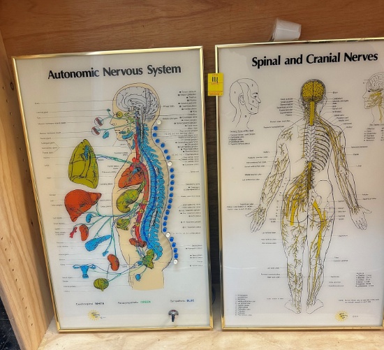 QTY 2 CHIROPRACTIC PICTURES X $