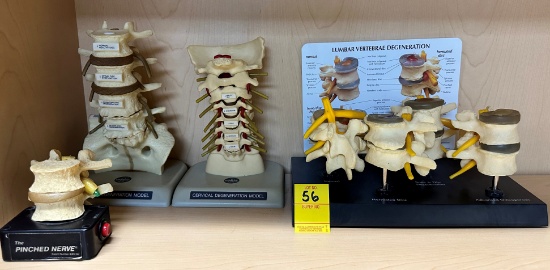 LOT OF CHIROPRACTIC DISPLAYS