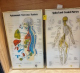 QTY 2 CHIROPRACTIC PICTURES X $