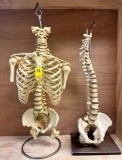 QTY 2 CHIROPRACTIC SKELETONS X $