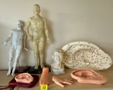 LOT OF ACCUPUNCTURE MODELS