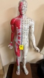ACCUPUNCTURE MODEL