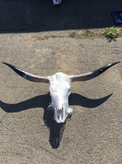 Longhorn Skull