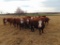 (5) First Calf Pairs,Red & Red Baldy,
