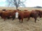 (5) Bred Heifers , Red & Red Baldy