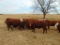 (5) Bred Heifers, Red & Red Baldy