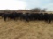 (7) Black First Calf Heifers bred to McIntire Red Angus Bull, should start calving in January,