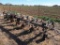 John Deere RM 16' 3pt Spring Shank Cultivator
