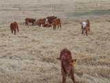 (8) First Calf Pairs , Red & Red Baldy