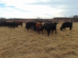 (5) Red Angus First Calf Heifers bred to McIntire Red Angus Bull, Calving in January