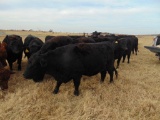 (5) Black First Calf Heifers bred to McIntire Red Angus Bull, should start calving in January,