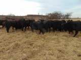 (5) Black First Calf Heifers bred to McIntire Red Angus Bull, should start calving in January,