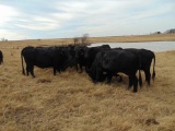 (10) Black Crossbred 5 year old Bred Cows , 3 calves, (2) calves weigh approx 300lbs, (1) baby calf,