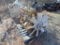 Cat engine