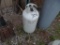 30LB PROPANE TANK LOCATED IN YARD 2