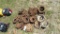 JOHN DEERE SEED PLATE & HOPPER PARTS