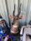 Spring Buck Head Mount