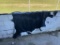 Brazilian Cow Hide