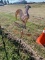 Copper Chicken Weather Vane