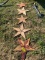 (5) Wood Cedar  Stars