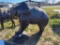 Large Bear Statue