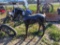 Horse Statue