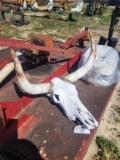 Bull Skull