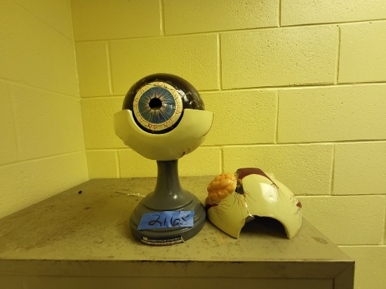 human eye model