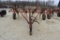 Case IH 5500 chisel plow,