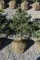 3in Colorado Blue Spruce