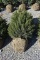 3in Norway Spruce