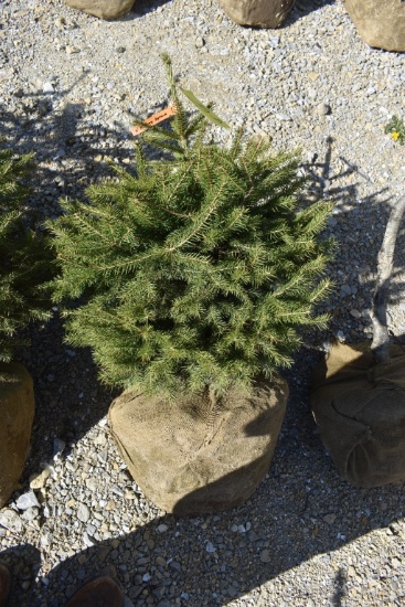 3in Norway Spruce