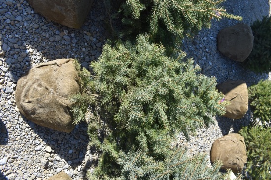 3in Colorado Blue Spruce