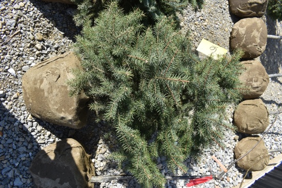 3in Colorado Blue Spruce