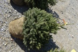 3in White Spruce