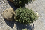 3in White Spruce