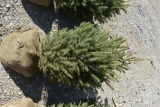 3in White Spruce