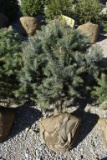 3in Colorado Blue Spruce