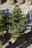 3in Colorado Blue Spruce