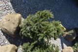 3in Norway Blue Spruce