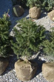 3in Norway Blue Spruce