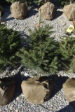 3in Norway Blue Spruce