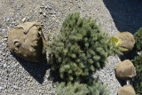 3in Colorado Blue Spruce