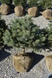 3in Colorado Blue Spruce