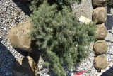 3in Colorado Blue Spruce